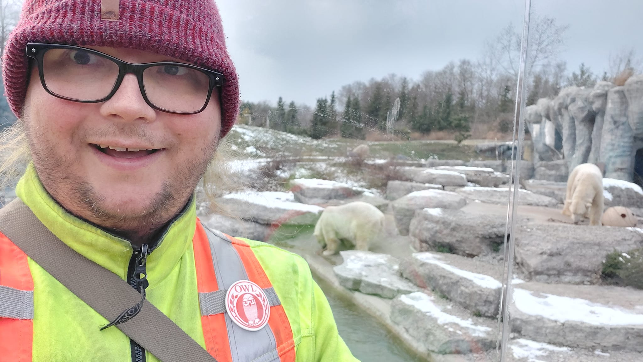 A man wearing a red toque and a high visibility winter coat stands in front of a polar bear enclosure, three bears are visible doing important bear things